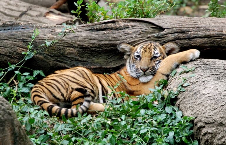 snug in the logs (3773268501)