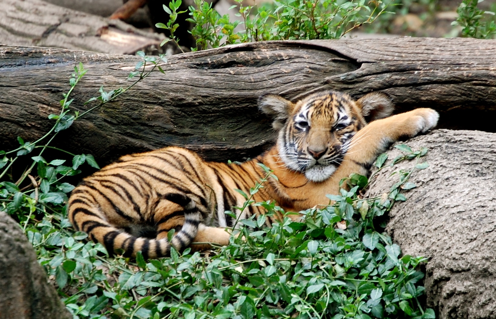 snug in the logs (3773268501)