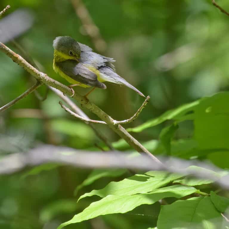 canada warbler new germany 5.26.24 dsc 6924 topaz denoiseraw sharpen canada warbler new germany 5.26.24 dsc 6924 topaz denoiseraw sharpen