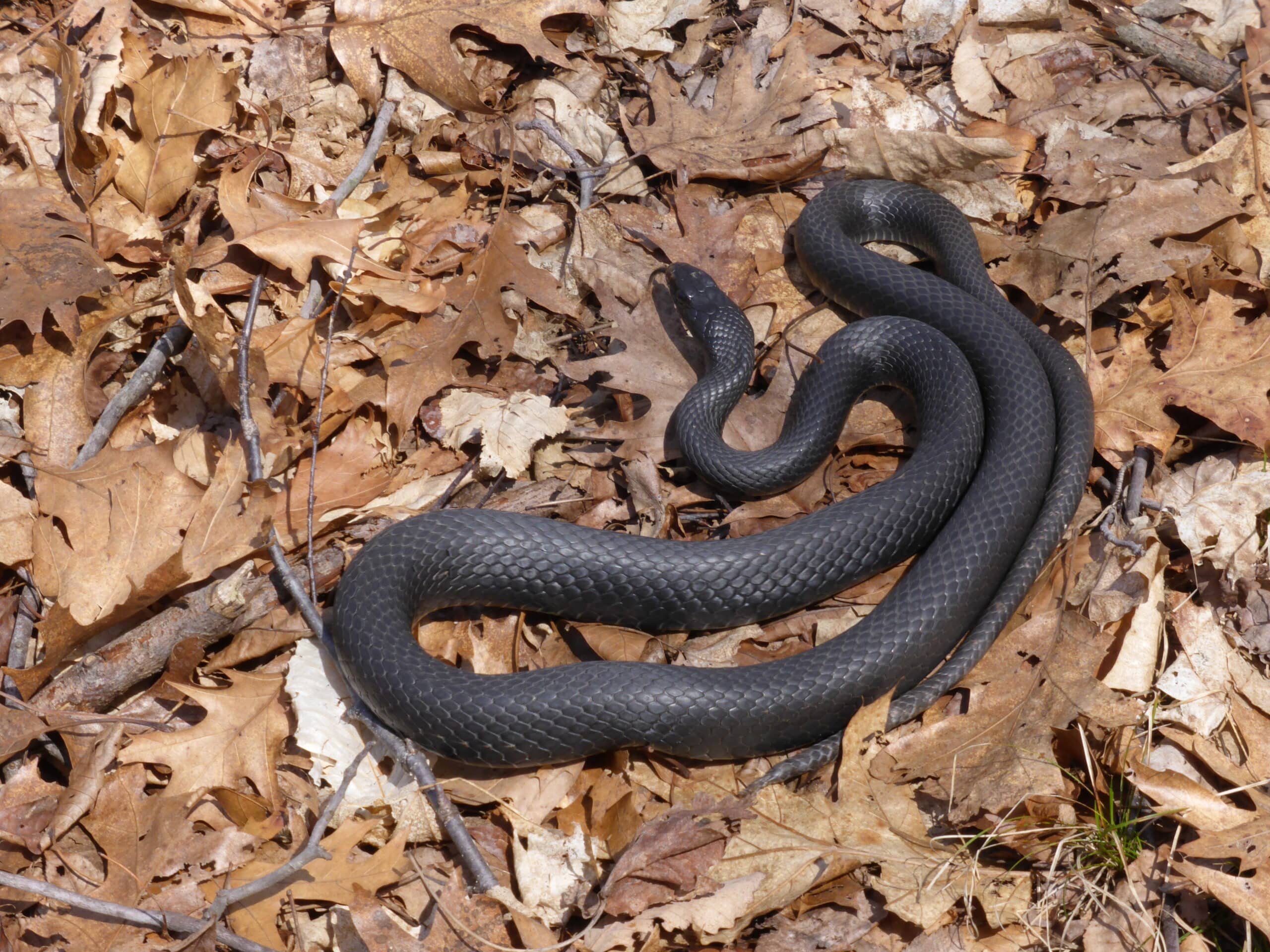 colubridae coluber constrictor constrictor (northern black racer) 35531003662