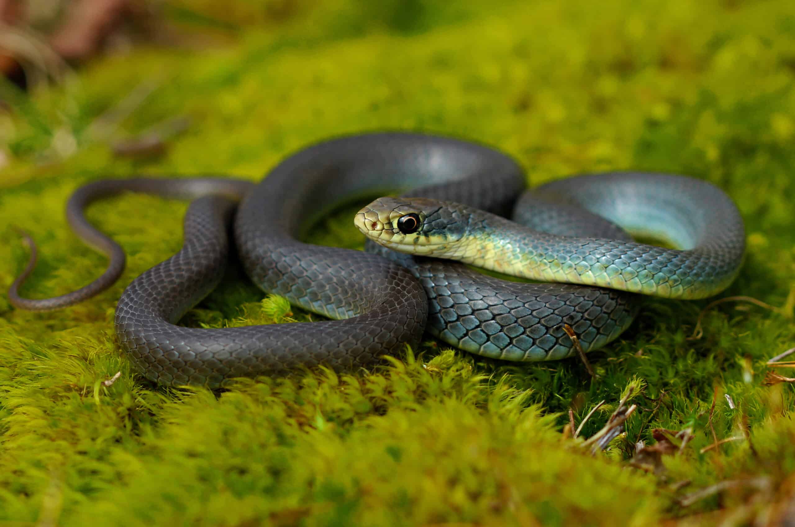 eastern yellow bellied racer (coluber constrictor flaviventris) (32991867593)