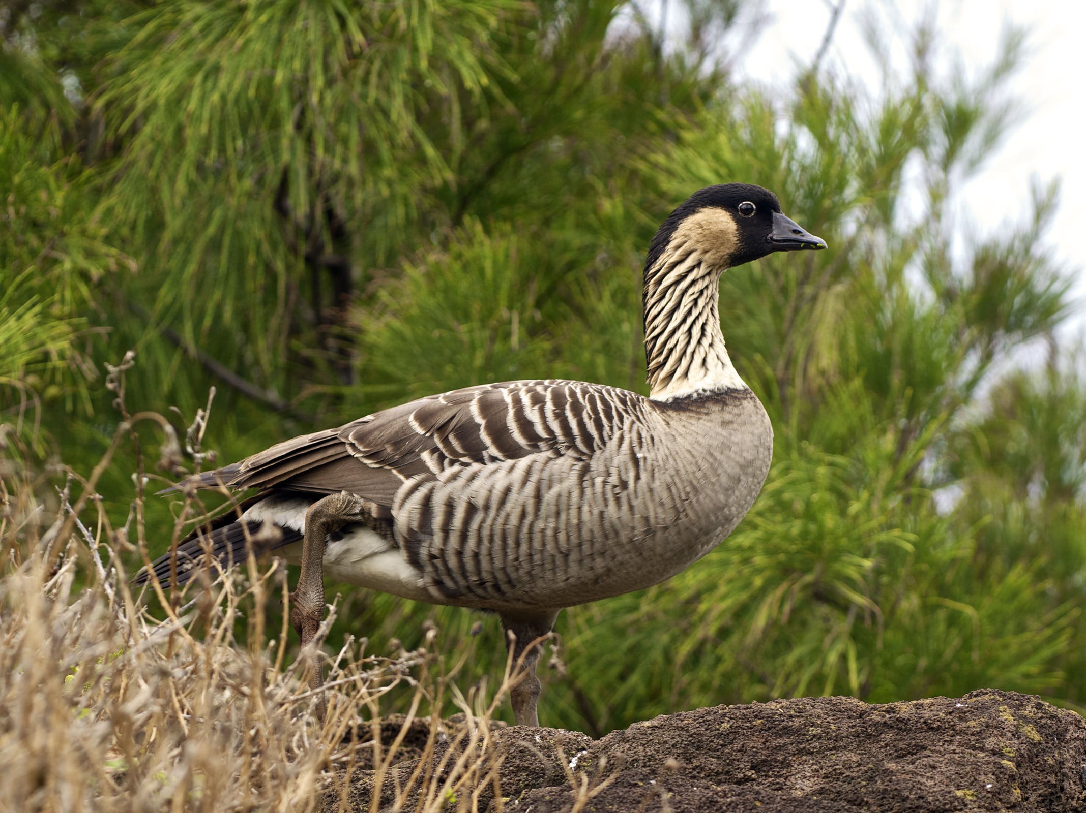 file:branta sandvicensis lc399.jpg file:branta sandvicensis lc399.jpg