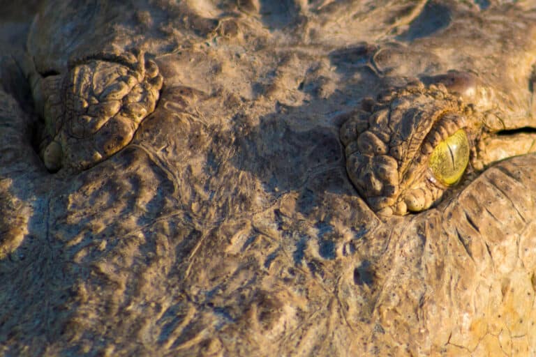 orinoco crocodile cocodrilo del orinoco (crocodylus intermedius) (9722180261)