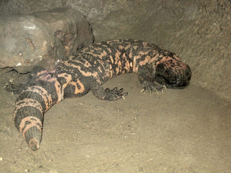 heloderma suspectum (gila monster), burgers zoo, arnhem, the netherlands