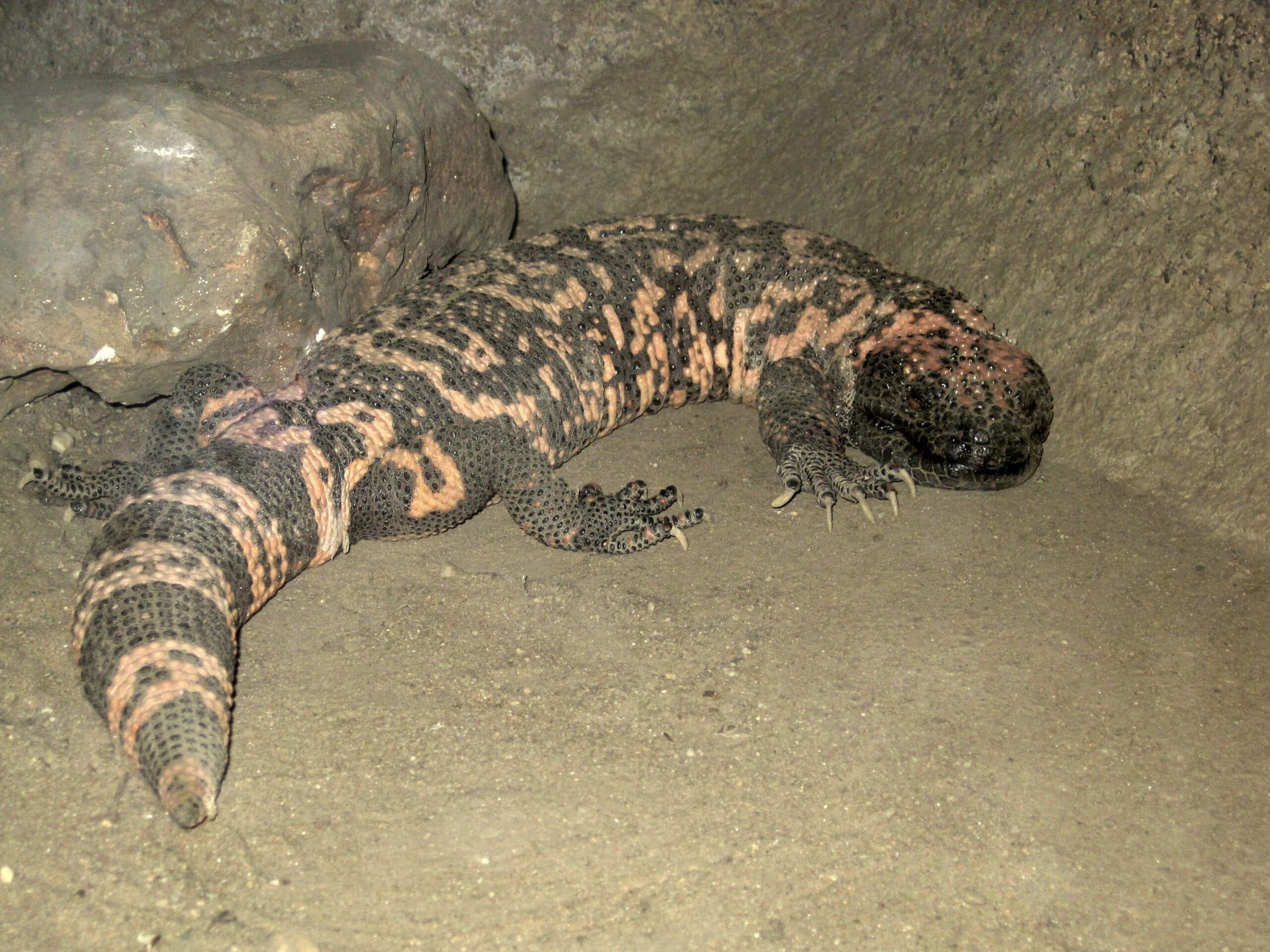 heloderma suspectum (gila monster), burgers zoo, arnhem, the netherlands