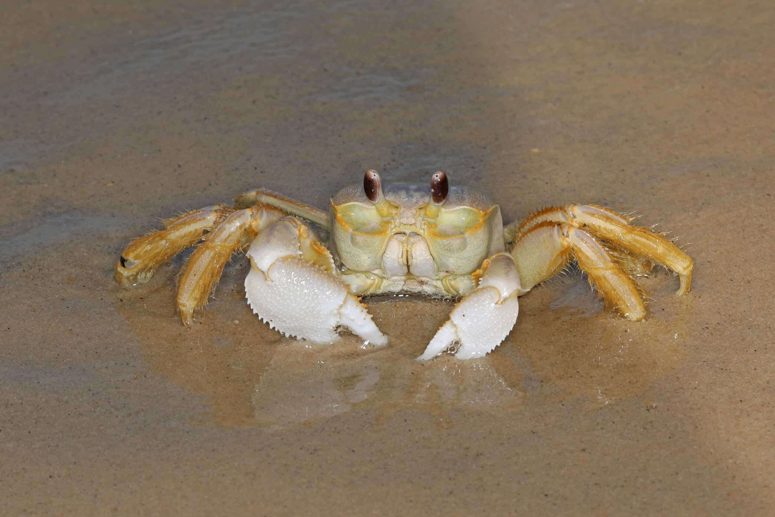 atlantic ghost crab ocypode quadrata, savage neck dunes natural area, eastville, virginia, october 22, 2020 flickr judy gallagher  Ghost Crab