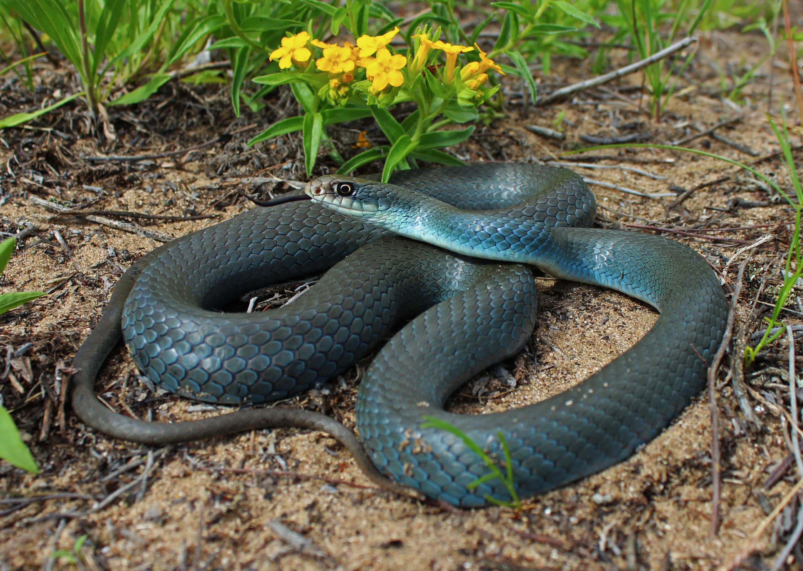 coluber constrictor foxii, zusammengerollt