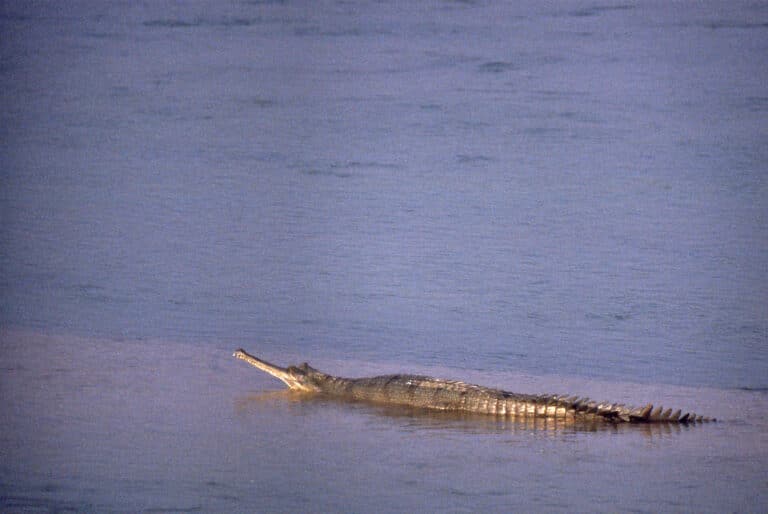 wild gharial (gavialis gangeticus) female (20647847122)
