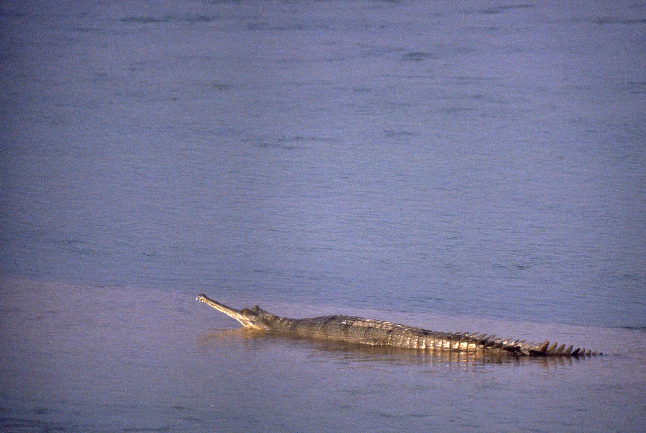 wild gharial (gavialis gangeticus) female (20647847122)