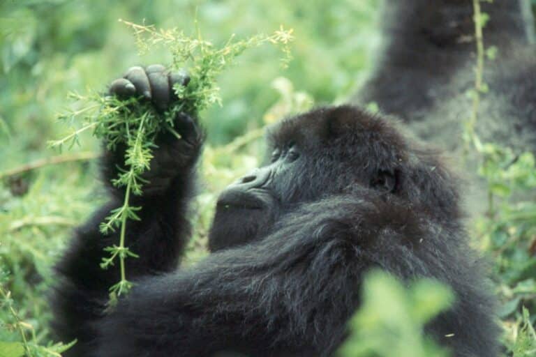 western lowland gorilla sitting in brush