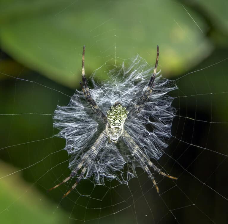 orb weaver spider (argiope flavipalpis) female on web nyamebe bepo