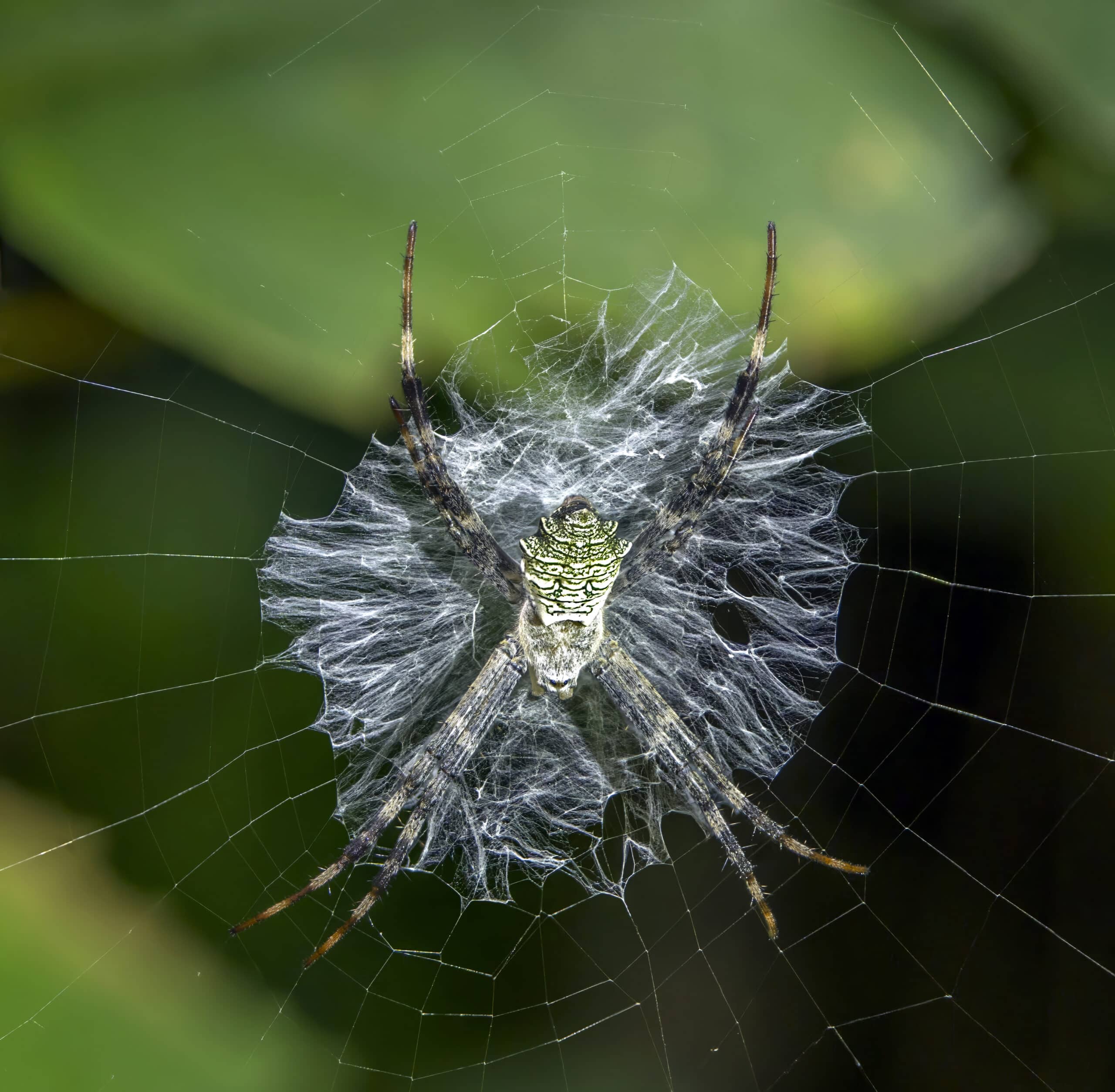 orb weaver spider (argiope flavipalpis) female on web nyamebe bepo