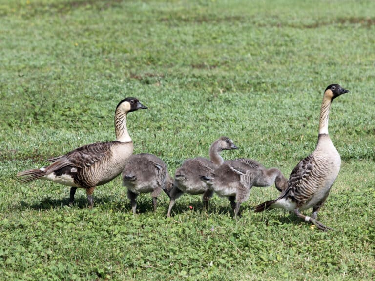 nene family rwd4a nene family rwd4a