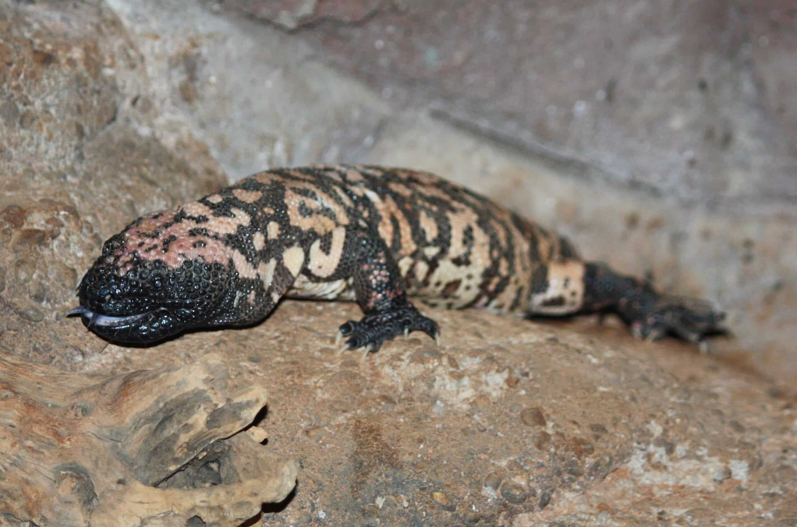 gila monster 028  Gila Monster