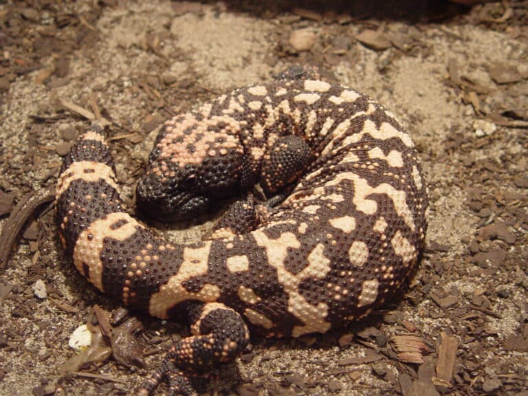 file:gila monster2.jpg
