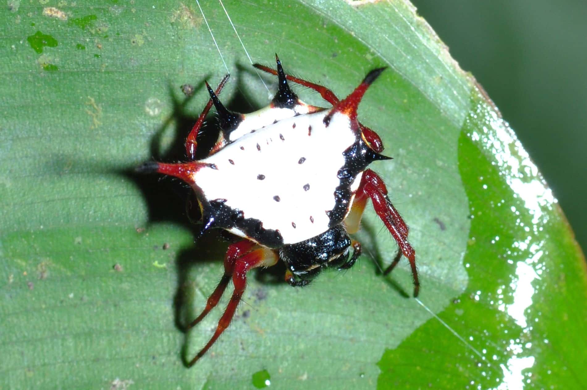 spiny orb weaver (gasteracantha clavatrix) (8402081975)