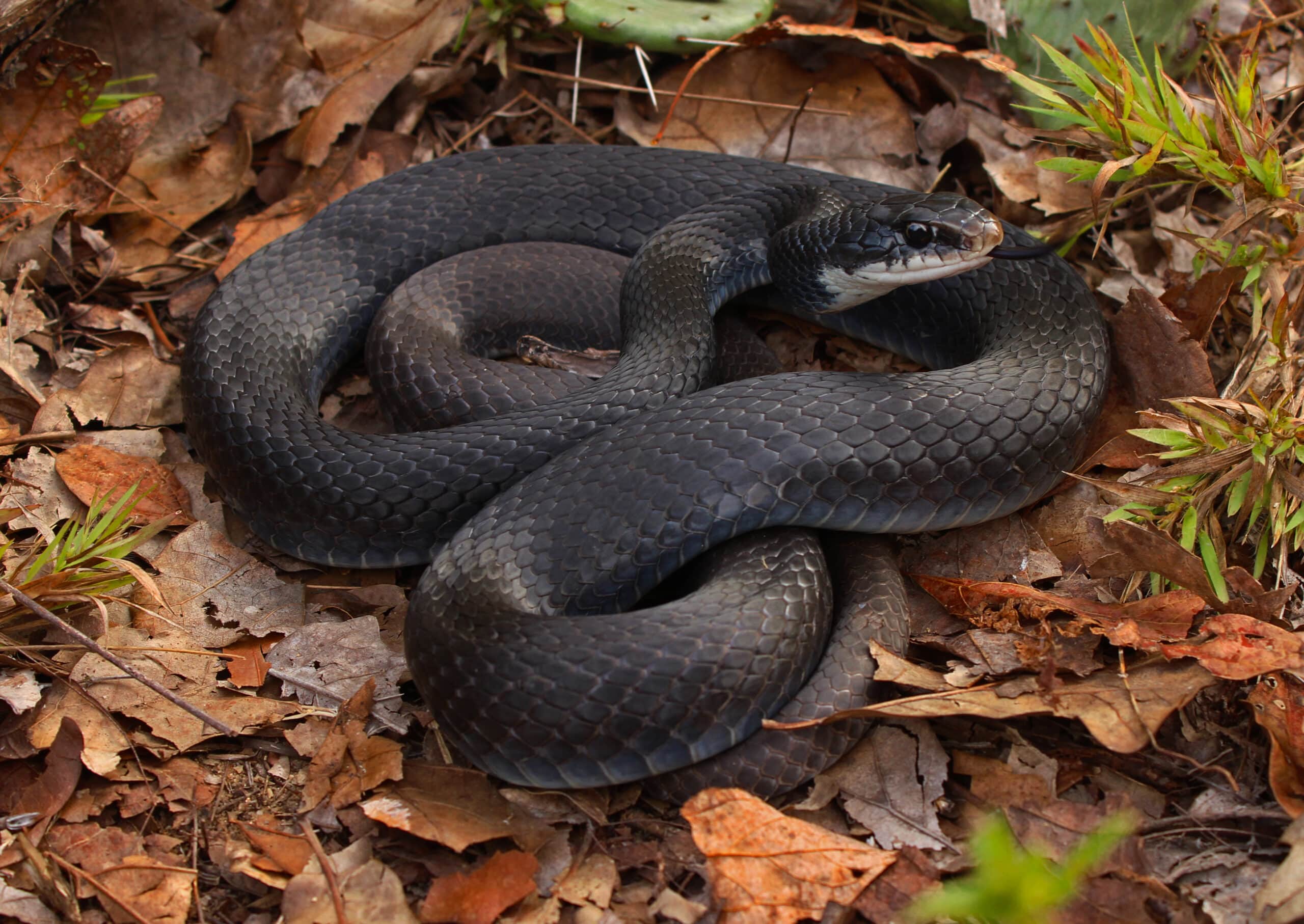 coluber constrictor priapus, abwehrhaltung