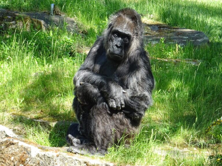 zoo berlin gorilla fatou may 2018 2