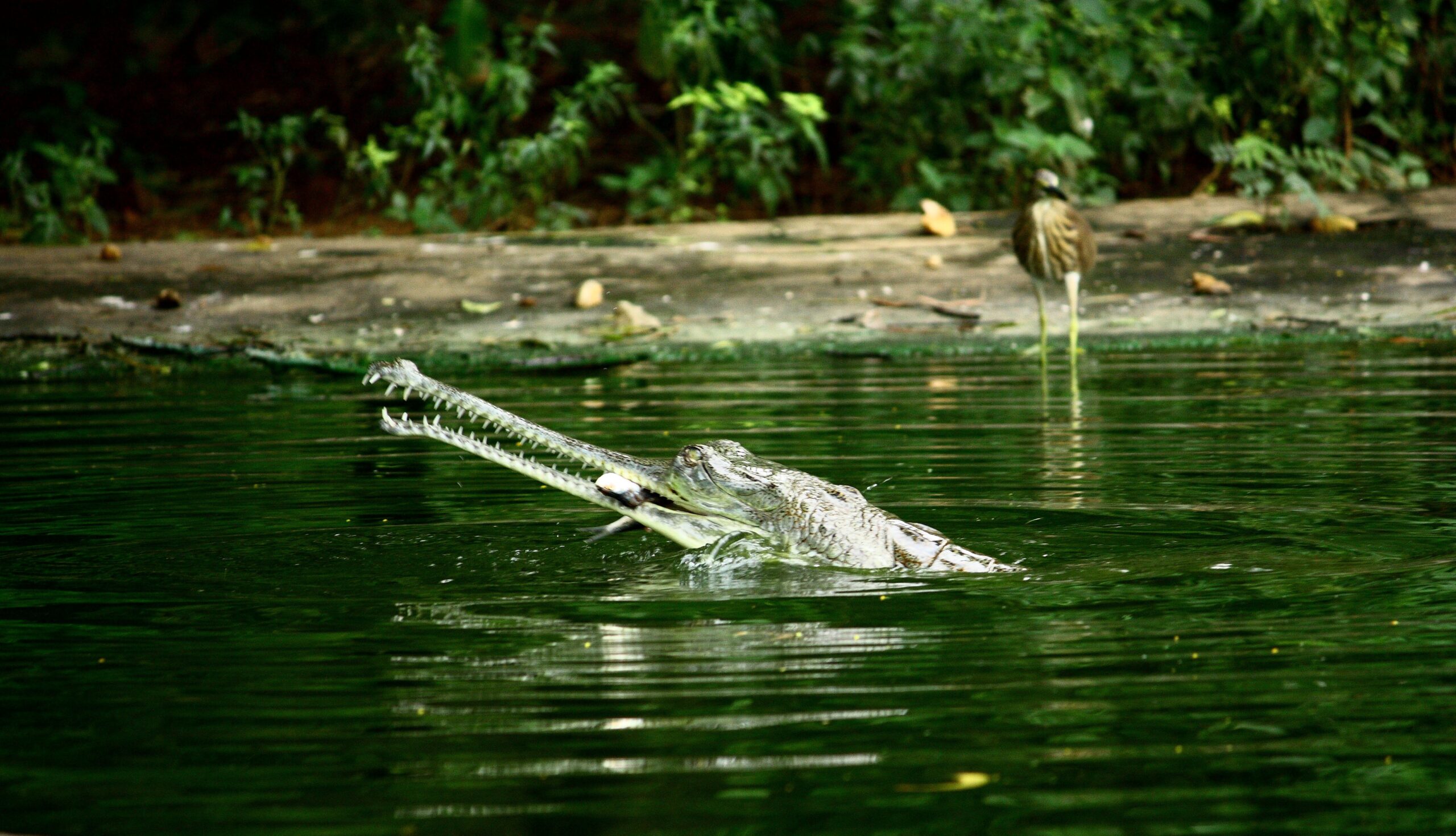 gavialis gangeticus indira gandhi zoological park, visakhapatnam, india 8