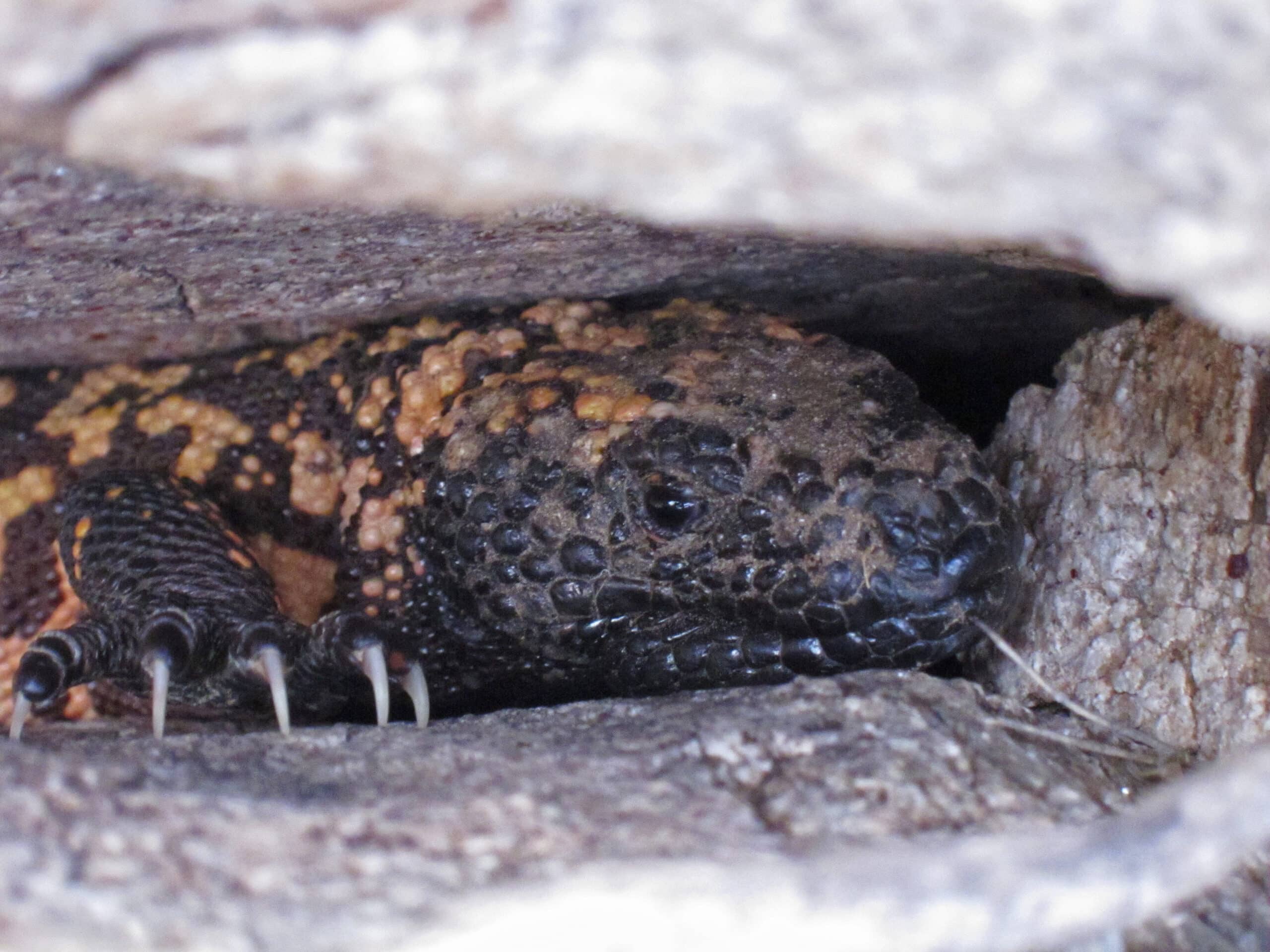 heloderma suspectum head 2