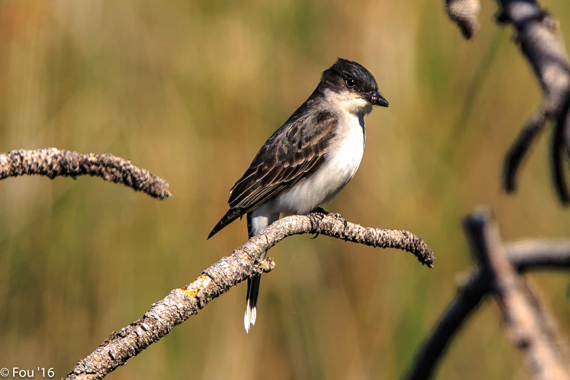 a morning near strawberry hill.eastern kingbird (tyrannus tyrannus). (18563650334)