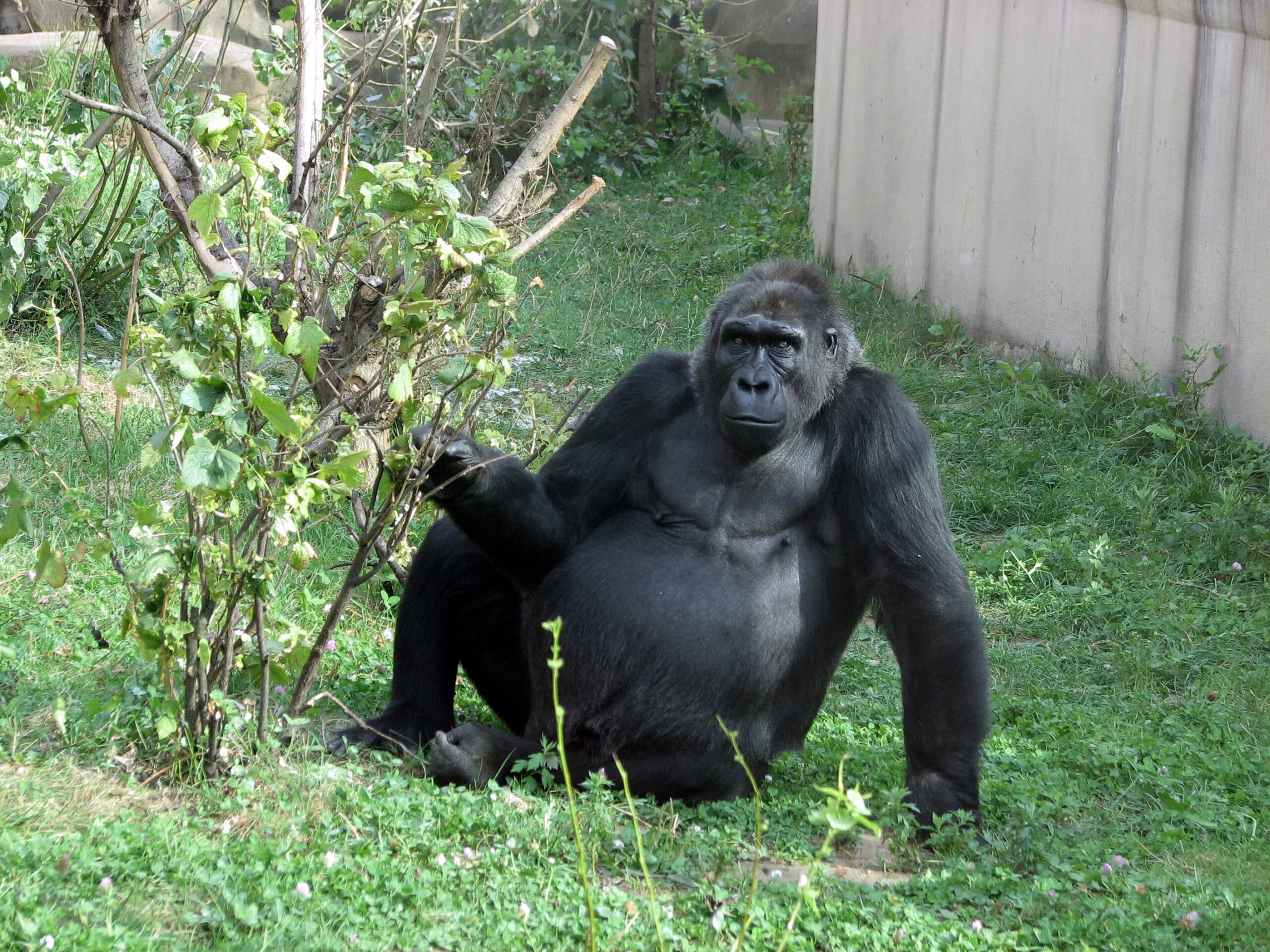 gorilla gorilla 01  Western Gorilla
