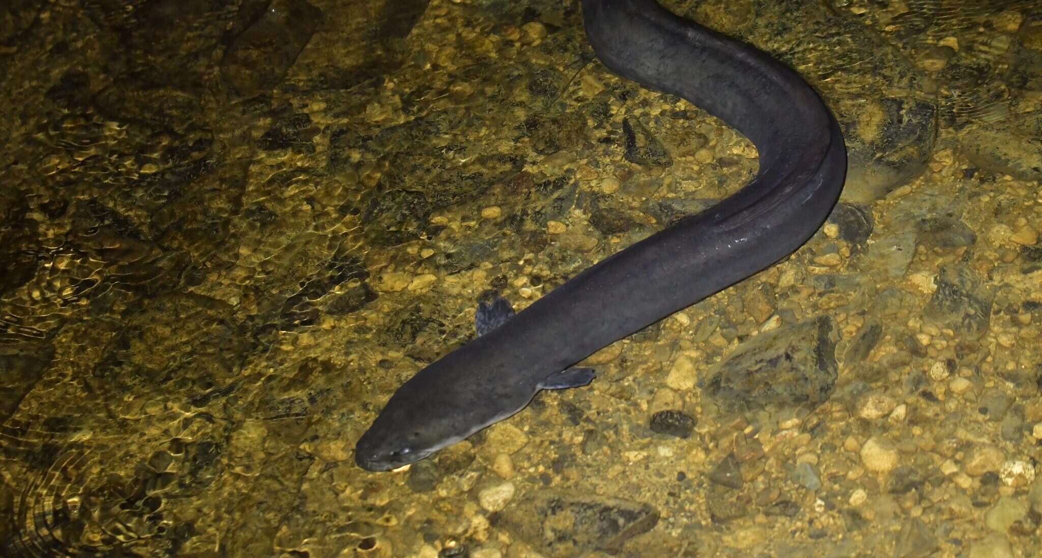 anguilla dieffenbachii 255743593 anguilla dieffenbachii 255743593 Eel