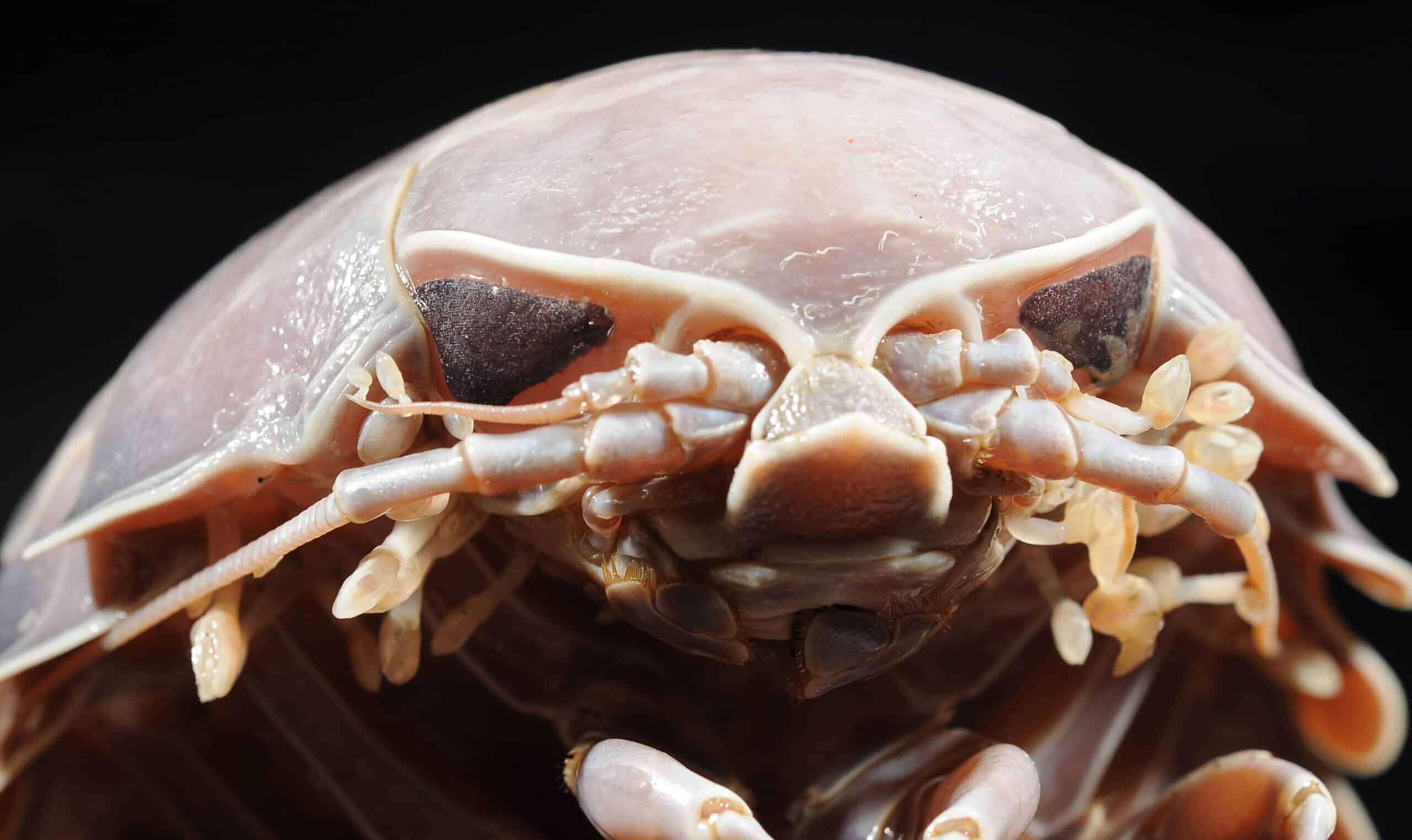 bathynomus giganteus (mnhn iu 2013 2922) 002 bathynomus giganteus (mnhn iu 2013 2922) 002 Giant Isopod