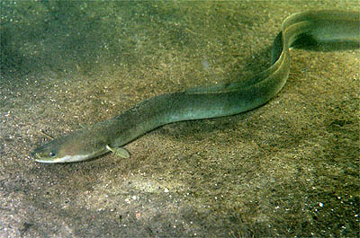 file:anguilla anguilla.jpg file:anguilla anguilla.jpg
