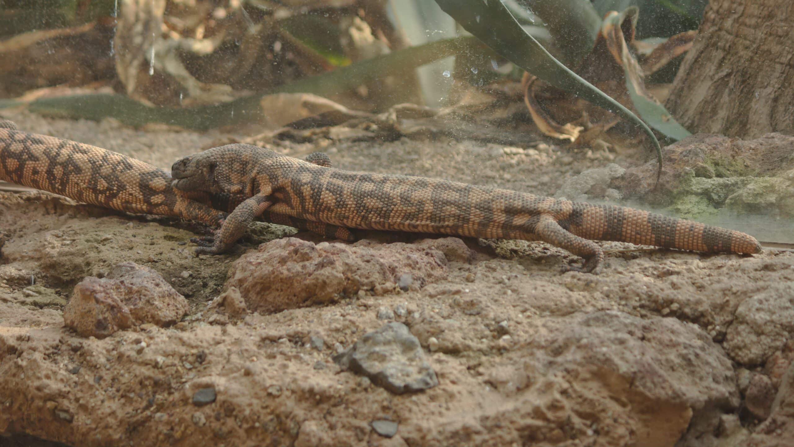 2018 05 31 at wien 13 hietzing, wüstenhaus, heloderma suspectum (48799420848)