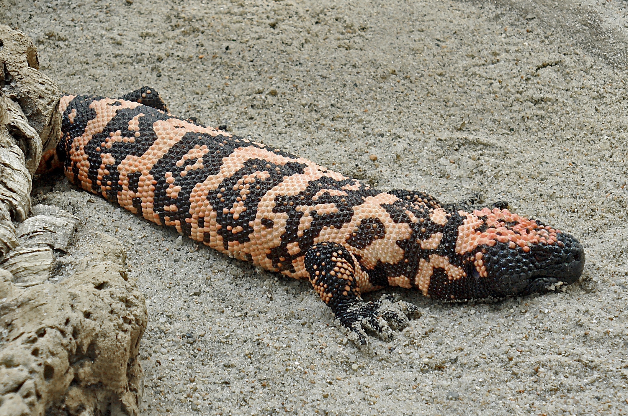 heloderma suspectum 02