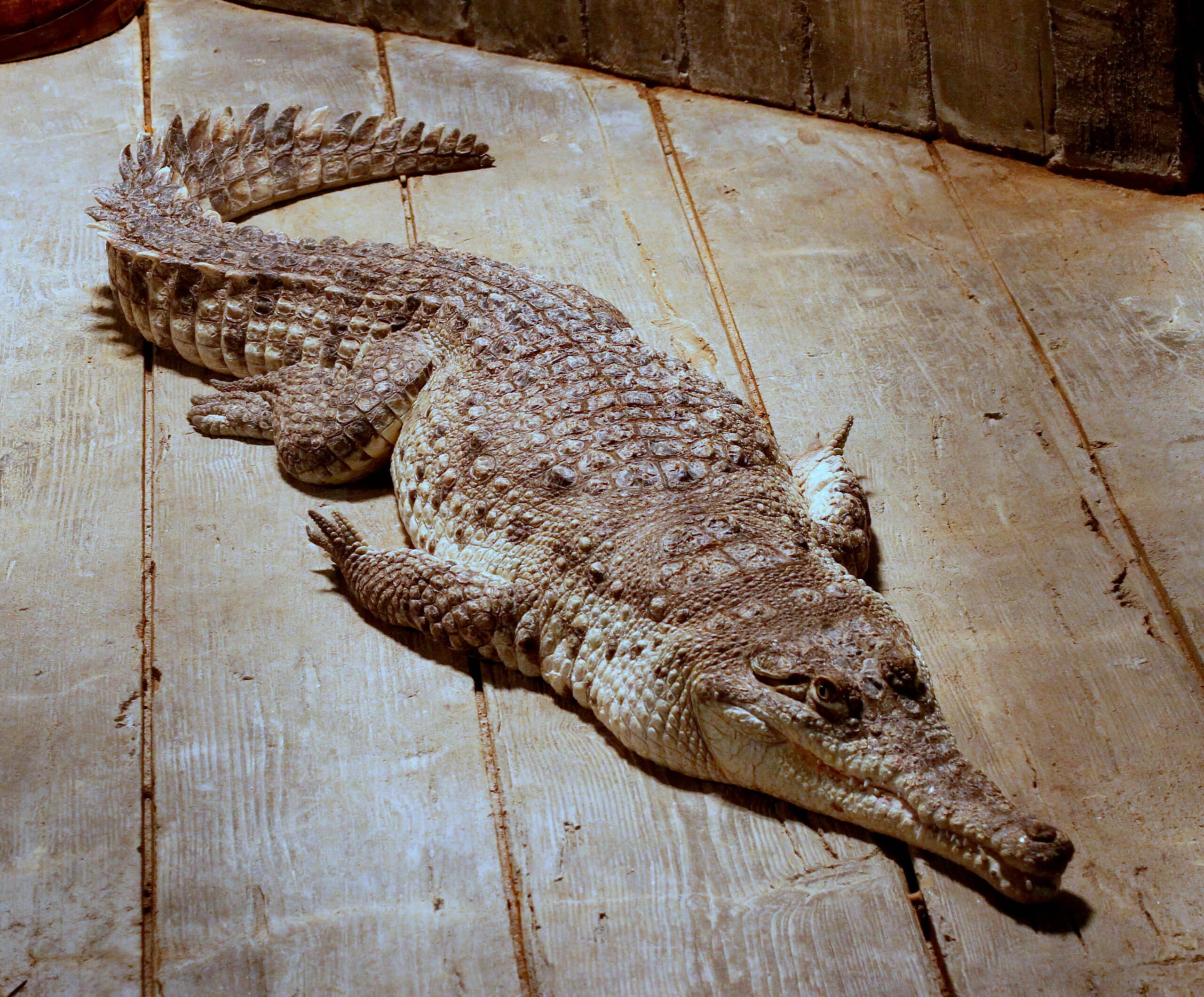 orinococrocodile