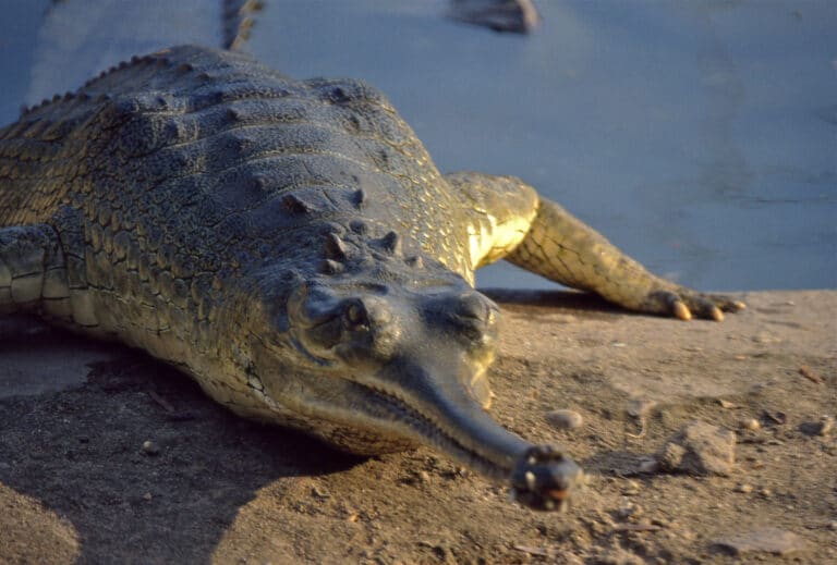 gharial (gavialis gangeticus) female (19377694183)