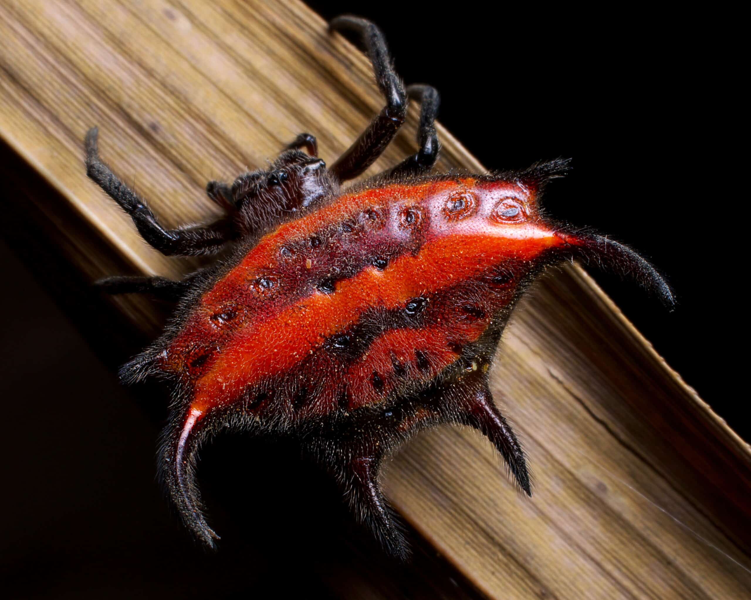 gasteracantha falcicornis (red spiked orb weaver spider)