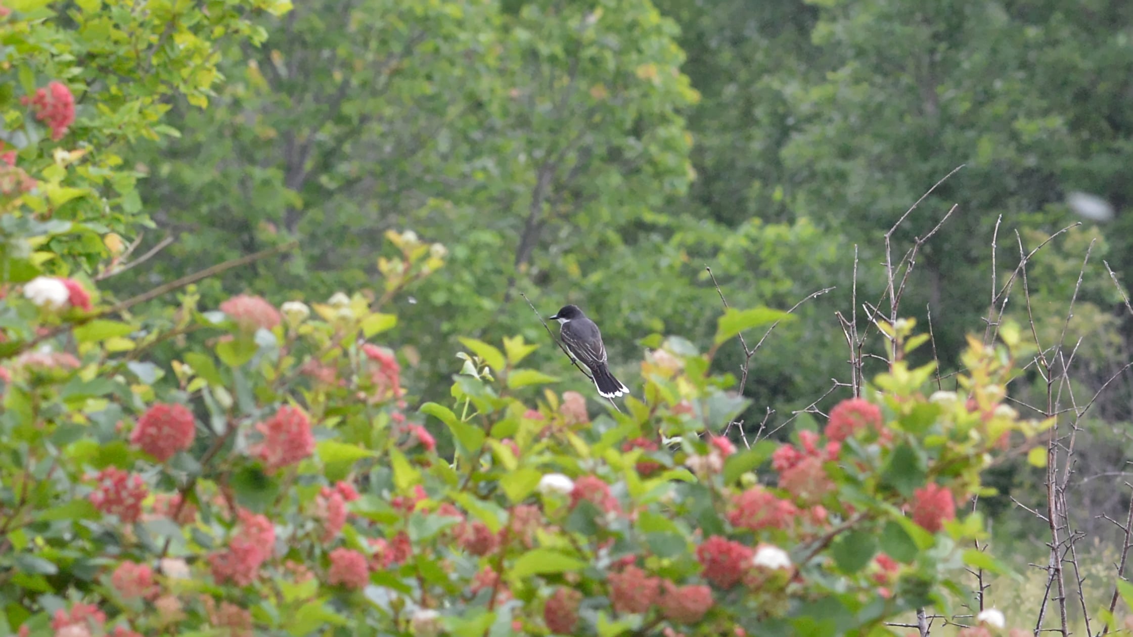eastern kingbird (tyrannus tyrannus) london, ontario