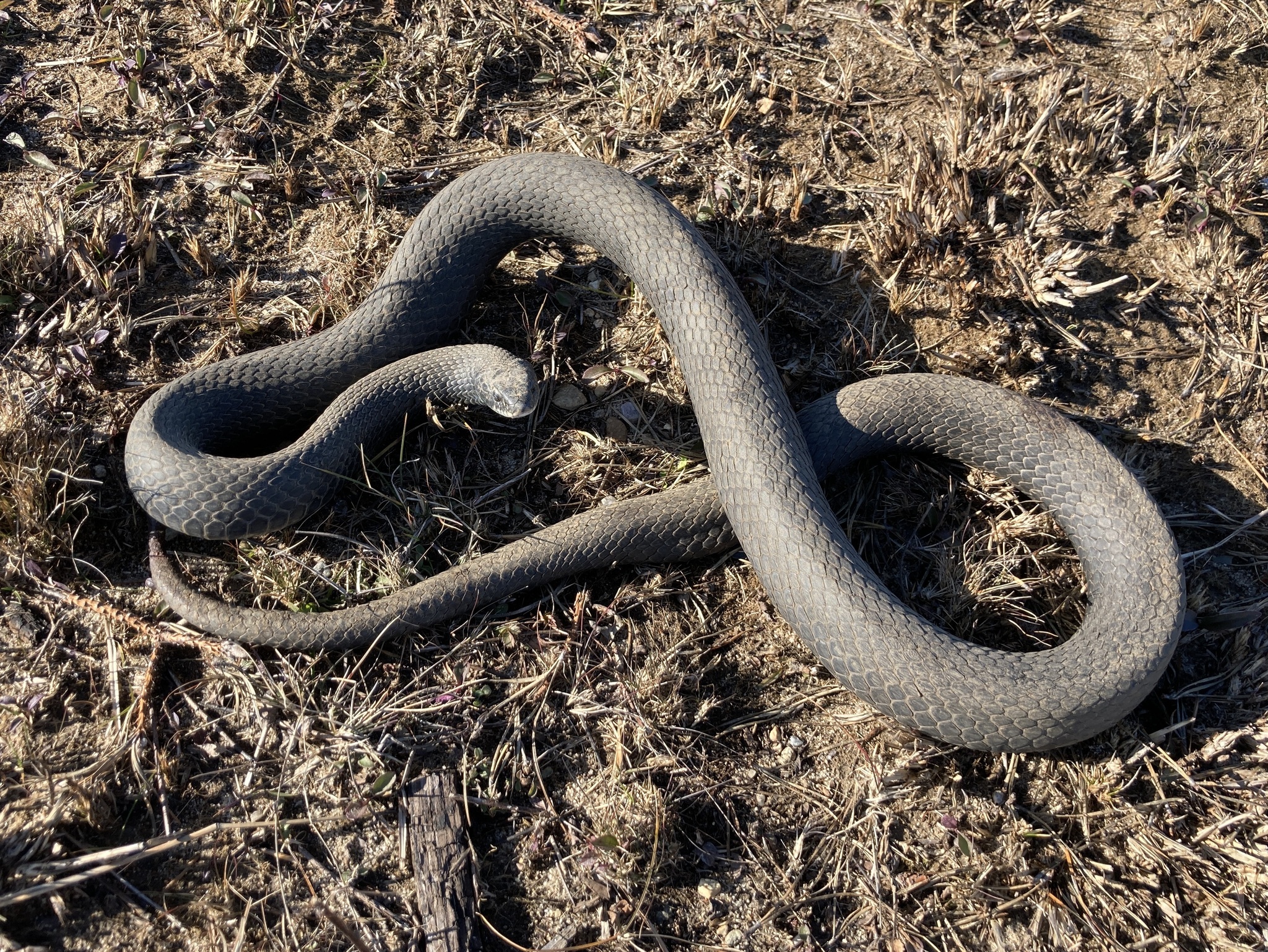 coluber constrictor constrictor 254231851