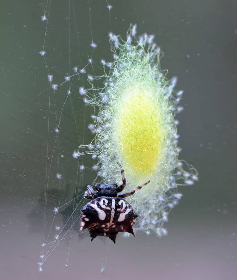 file:priestly spiny orb weaver and egg sac (43186301231).jpg
