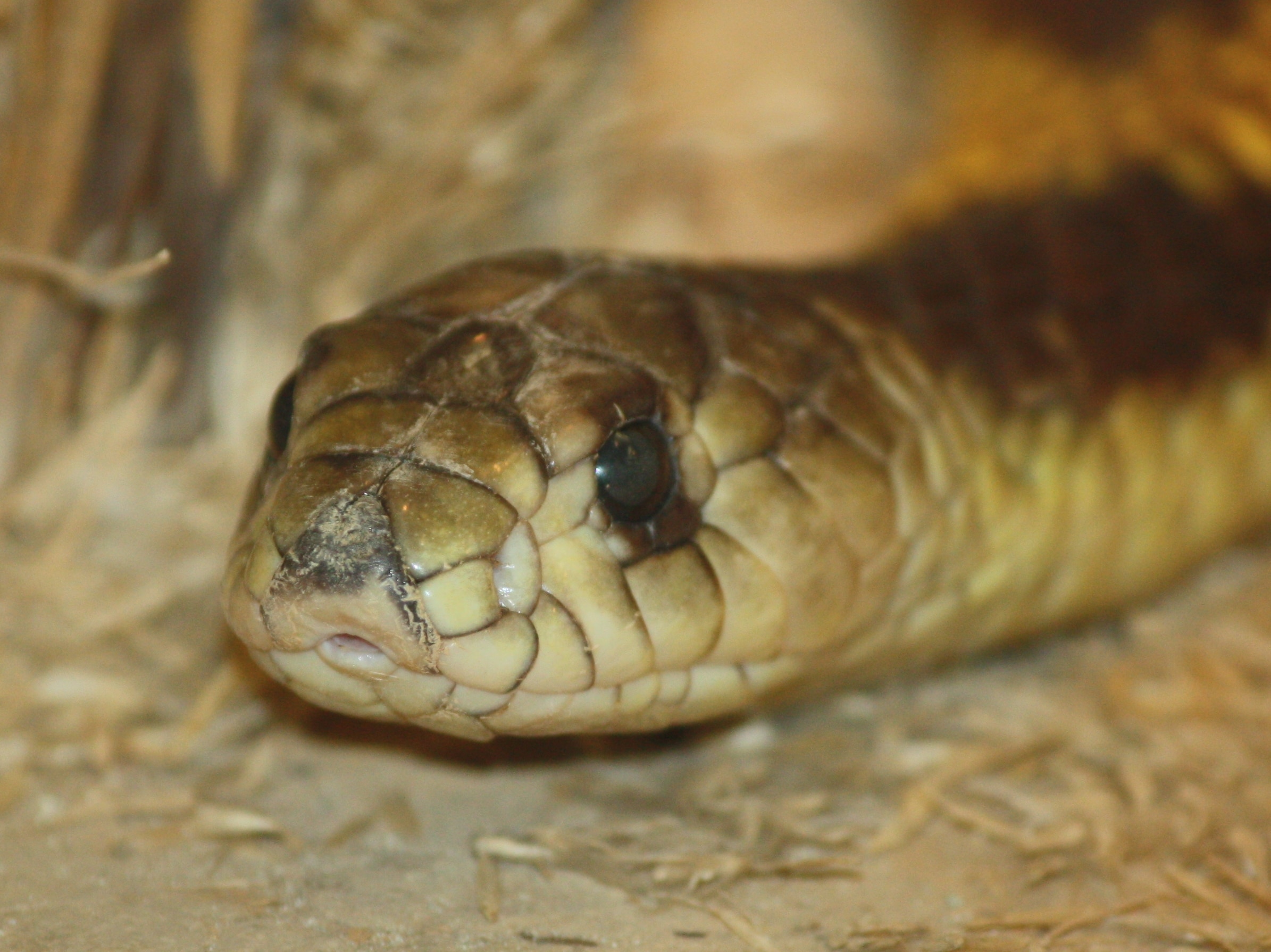 egyptian cobra 057