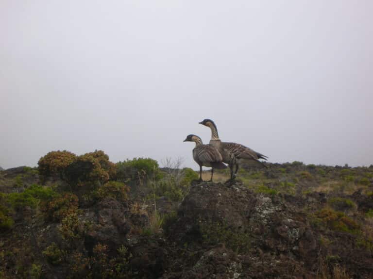 starr 051005 8097 branta sandvicensis starr 051005 8097 branta sandvicensis