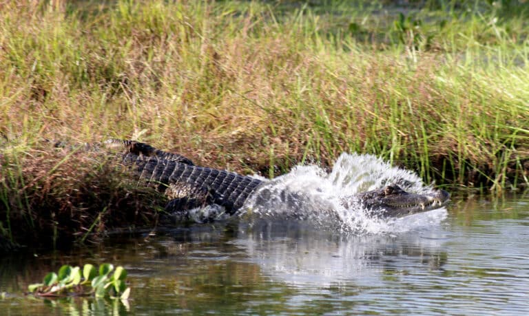 crocodylus intermedius 01