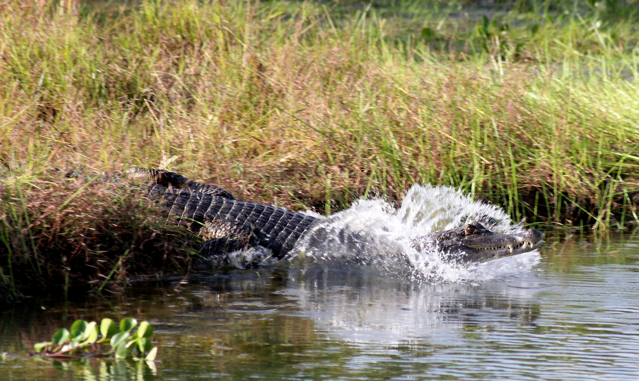 crocodylus intermedius 01