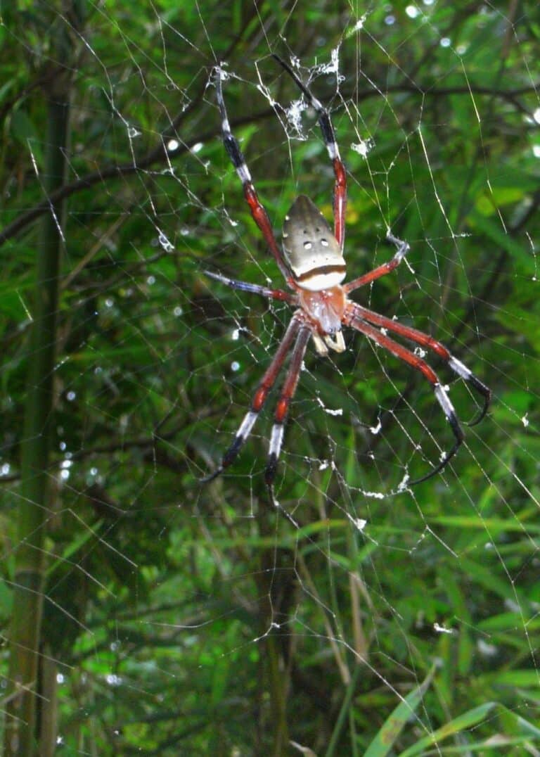 golden silk orb weaver in taiwan