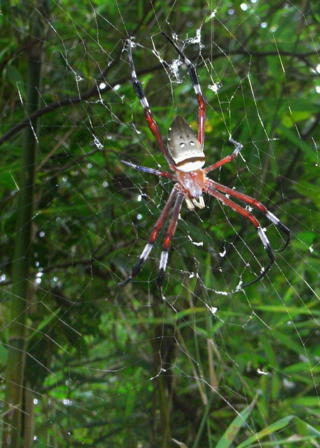golden silk orb weaver in taiwan