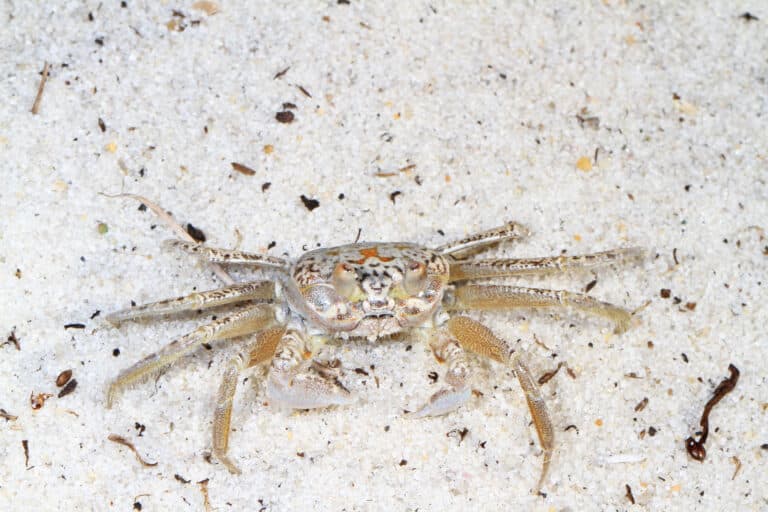 atlantic ghost crab ocypode quadrata, assateague island national seashore, berlin, maryland (23992149308)