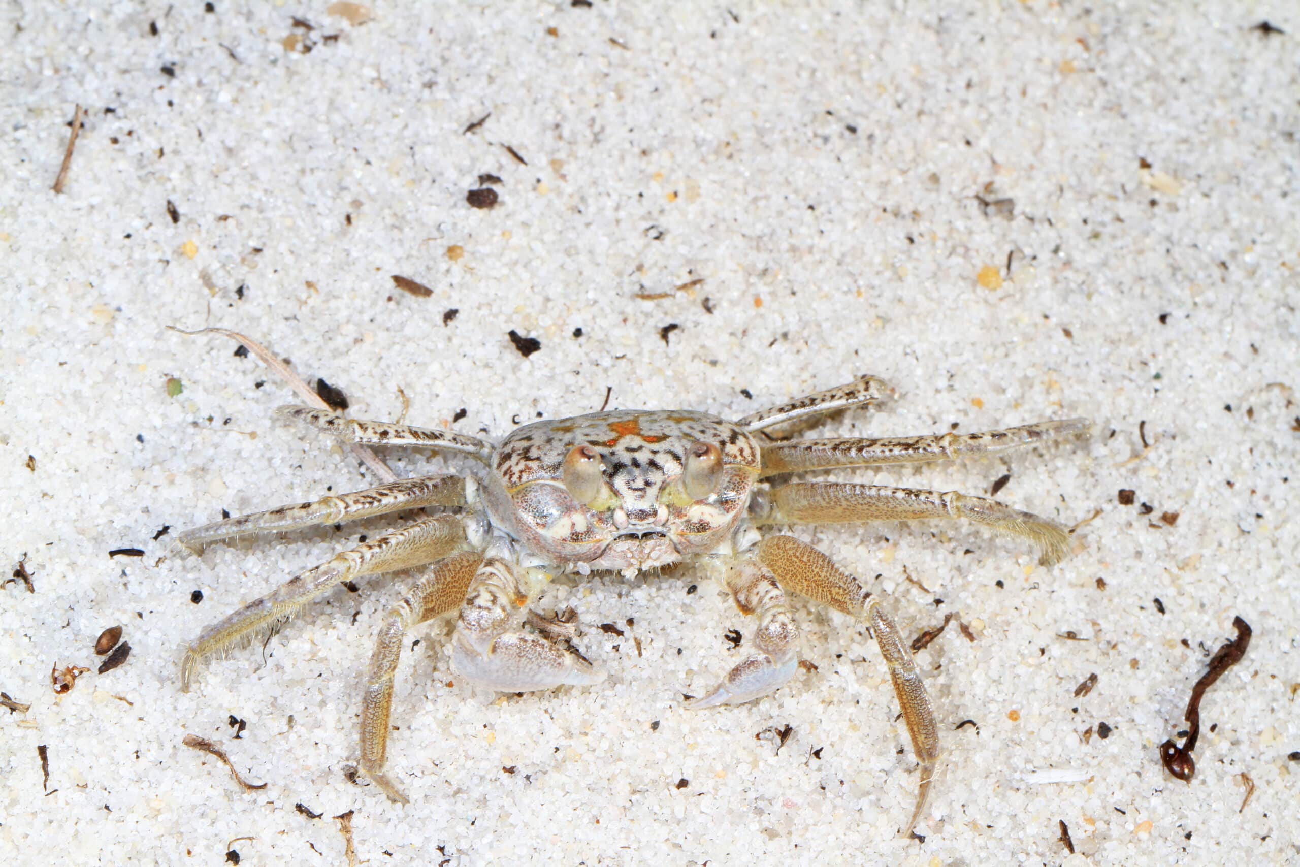 atlantic ghost crab ocypode quadrata, assateague island national seashore, berlin, maryland (23992149308)