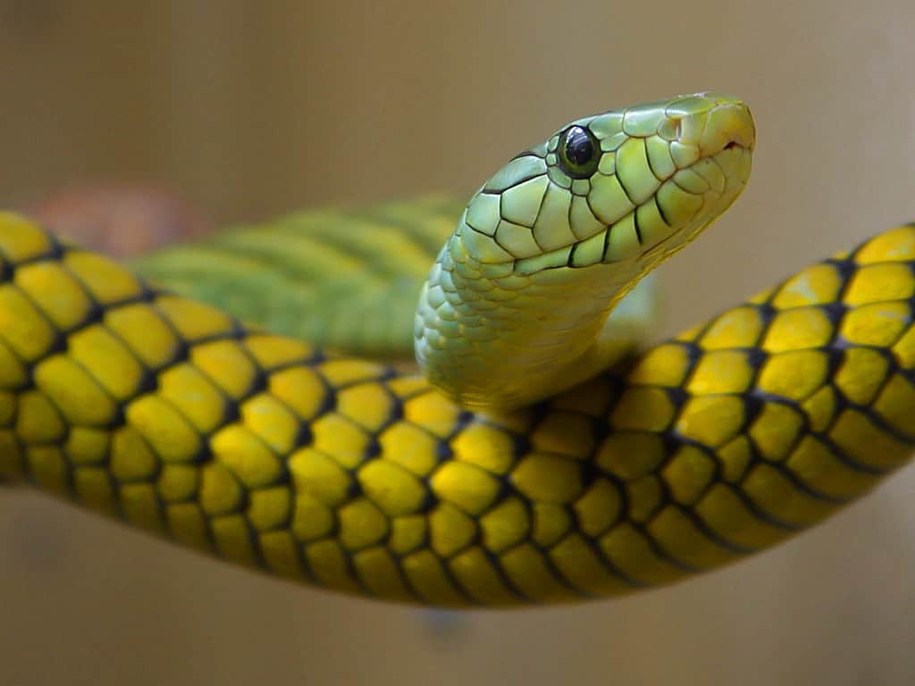 file:dendroaspis viridis 001.jpg file:dendroaspis viridis 001.jpg Western Green Mamba