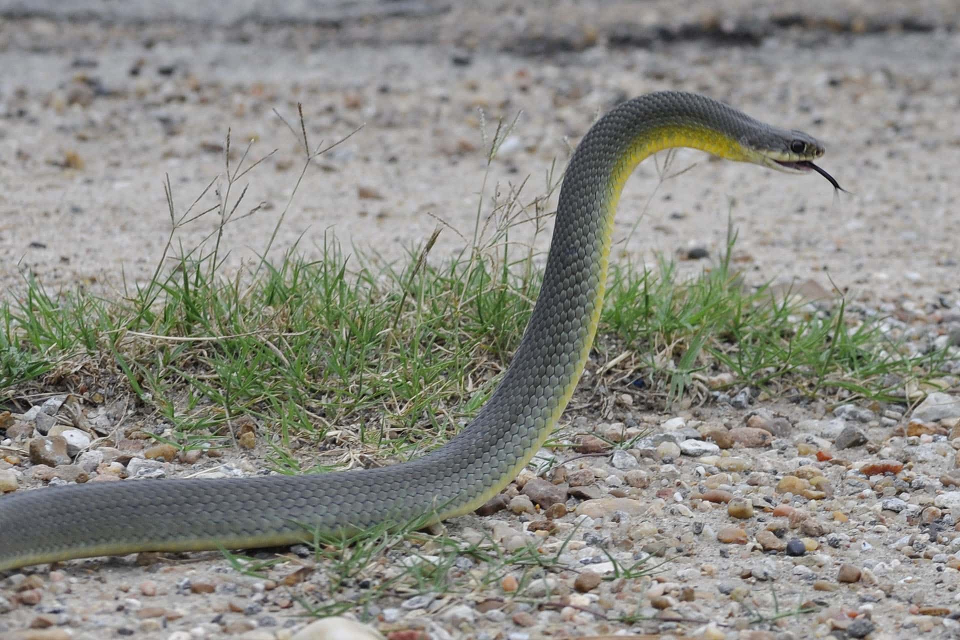 coluber constrictor flaviventris (1)