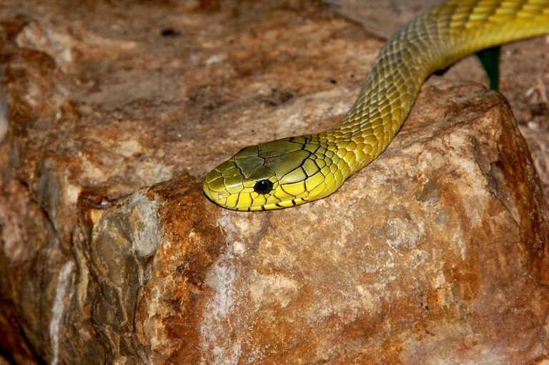 file:dendroaspis viridis fg01.jpg file:dendroaspis viridis fg01.jpg
