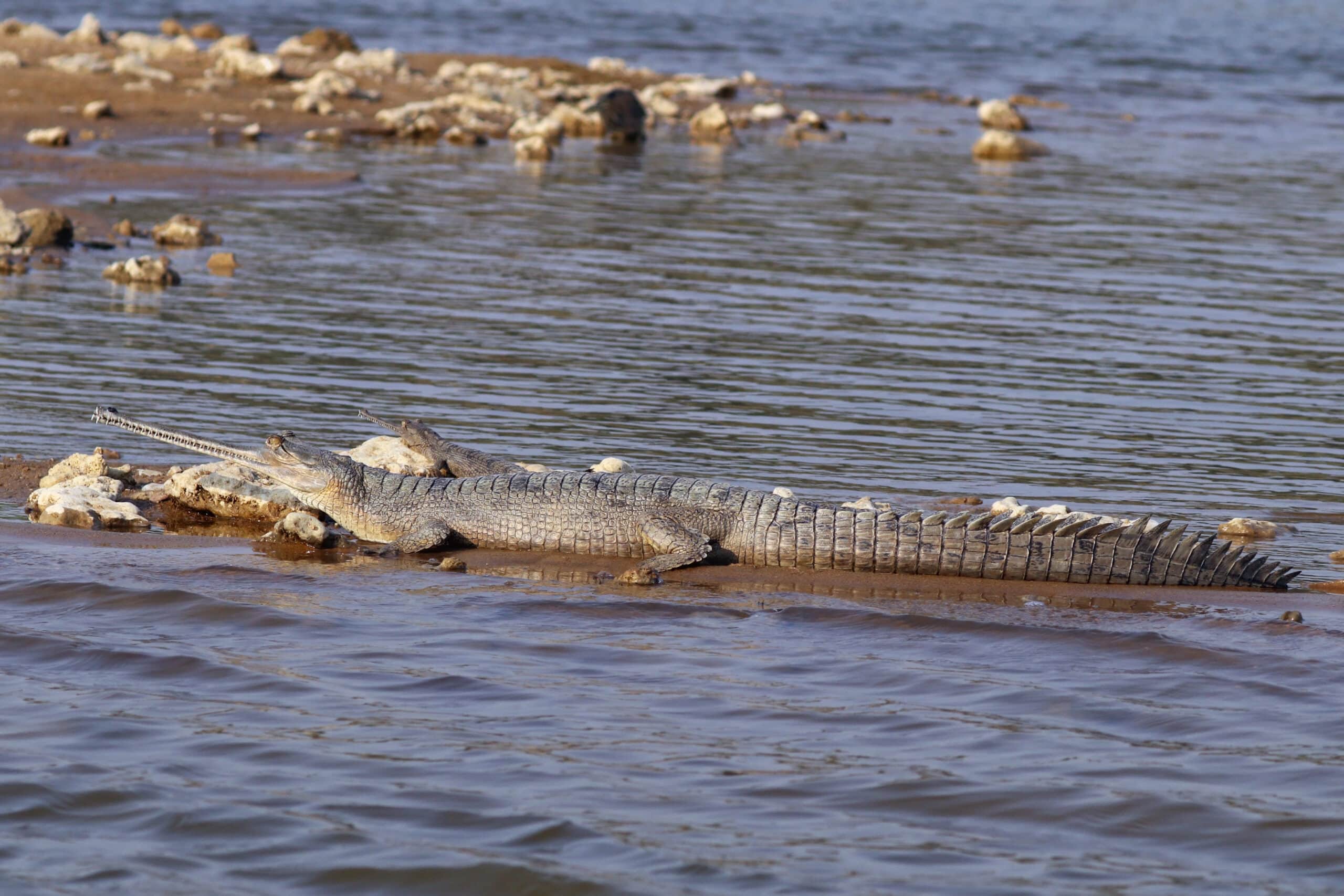 gharial (gavialis gangeticus) female