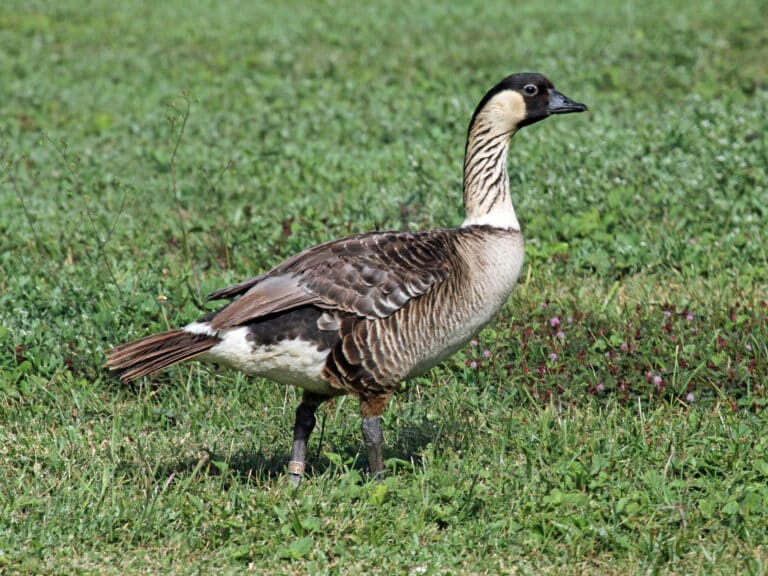 nene rwd4c nene rwd4c Hawaiian Goose (Nene)